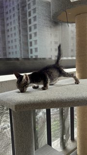 Midnight🌙 - Domestic Short Hair Cat
