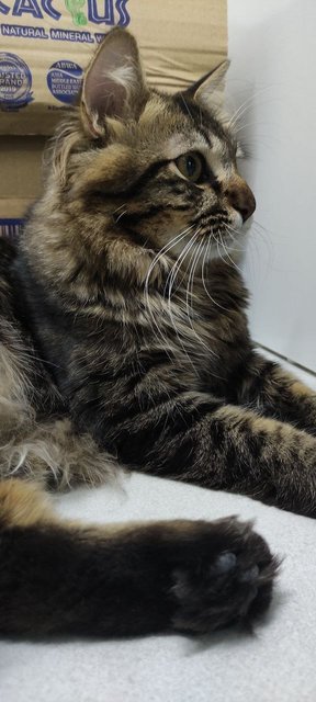 Parley - Domestic Short Hair + Norwegian Forest Cat Cat