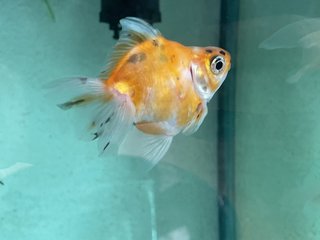 Gold Fish  - Goldfish Fish