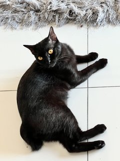 Blaki - Domestic Short Hair Cat