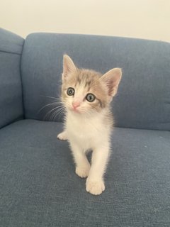 Ash, Hitam And Brown - Domestic Short Hair Cat