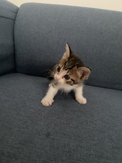 Ash, Hitam And Brown - Domestic Short Hair Cat