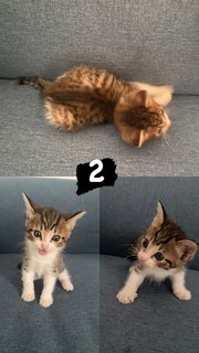 Ash, Hitam And Brown - Domestic Short Hair Cat