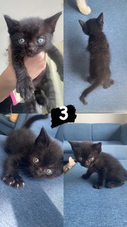 Ash, Hitam And Brown - Domestic Short Hair Cat