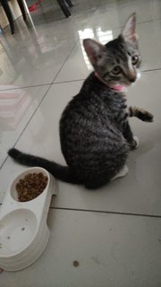 Kuyu - Domestic Medium Hair + Tabby Cat