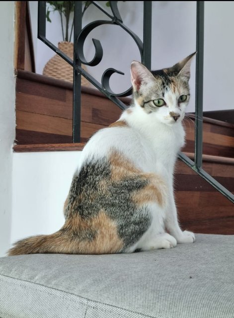 Emmy - Domestic Short Hair Cat
