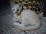 Creamy - Domestic Short Hair Cat