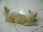 Coco - Applehead Siamese + Persian Cat