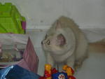 Coco - Applehead Siamese + Persian Cat
