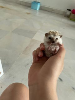 Hedgehog  - Hedgehog Small & Furry