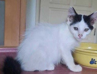 Lillo- Longer Haired Kitten  - Domestic Short Hair Cat