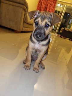 Nila - Mixed Breed Dog