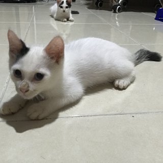 Snow And Kero - Domestic Medium Hair + Persian Cat