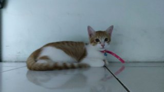 Orange - Domestic Medium Hair Cat