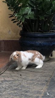 Patches - Holland Lop Rabbit