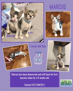 Marcus. Adopted - Domestic Medium Hair Cat