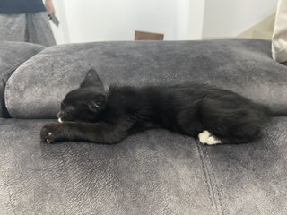 Sophie - Domestic Medium Hair Cat