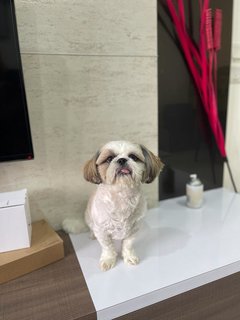 Dulce - Shih Tzu Dog