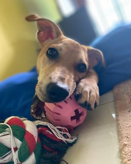 Ellie - Mixed Breed Dog