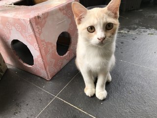 Jojo - Domestic Short Hair Cat
