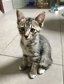 Kizzy - Tabby + Domestic Short Hair Cat