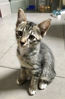 Kizzy - Tabby + Domestic Short Hair Cat