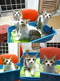 Cute Kittens - Domestic Short Hair Cat