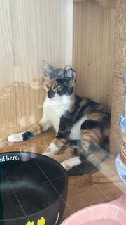 Mocha - Calico Cat