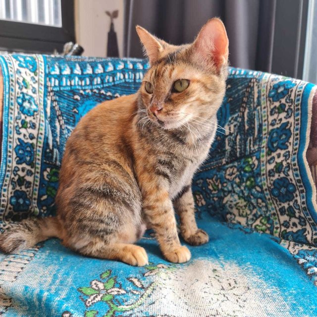 Gigi  - Domestic Short Hair Cat