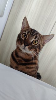 Milos - Bengal Cat