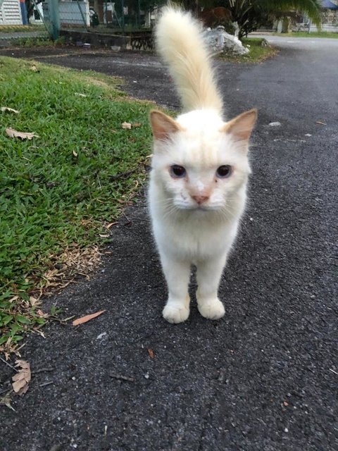 Cotton - Domestic Medium Hair Cat