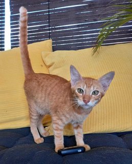 Sunset - Domestic Short Hair Cat