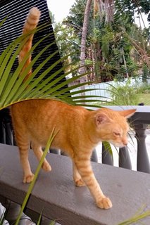 Sunset - Domestic Short Hair Cat