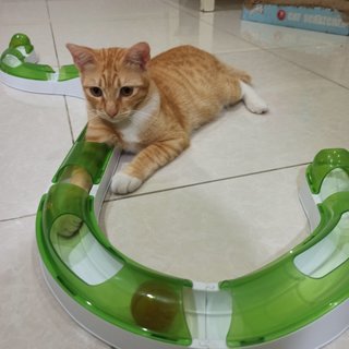 Finn - Domestic Medium Hair Cat