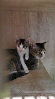 Maruko And Ohana - Domestic Short Hair Cat