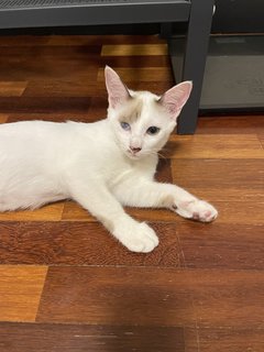 Melur &amp; Melati - Domestic Short Hair Cat