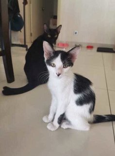 Boba - Domestic Short Hair Cat