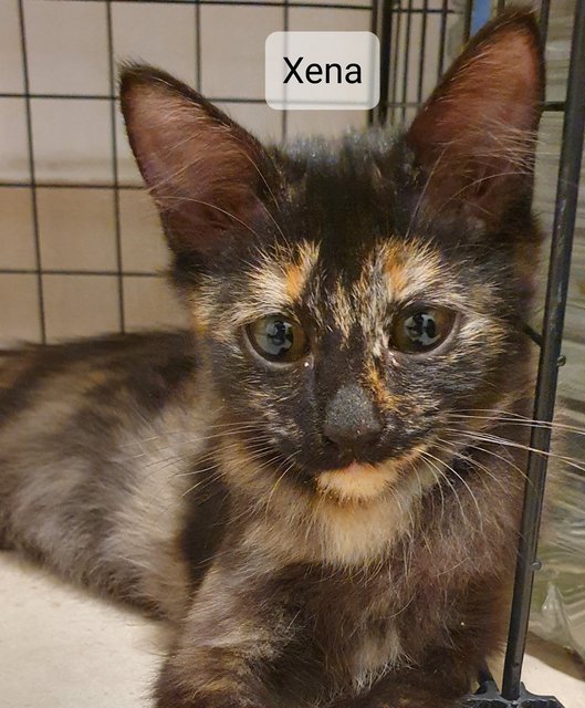 Xena - Tortoiseshell Cat