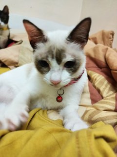 Che Putih - Domestic Short Hair Cat