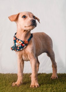 Girl 2 - Mixed Breed Dog