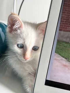 Blueeyes - Domestic Medium Hair Cat