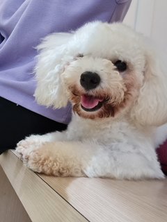 Winter - Bichon Frise Dog