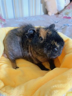 Ghibli - Guinea Pig Small & Furry