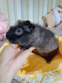 Ghibli - Guinea Pig Small & Furry