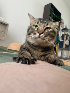 Max  - Domestic Medium Hair Cat