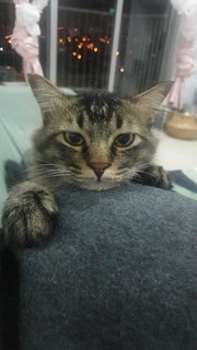 Max  - Domestic Medium Hair Cat
