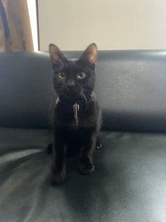 our little black panther