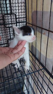 Kitten 3 Months - Domestic Short Hair Cat