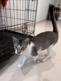 Mio - Domestic Short Hair Cat