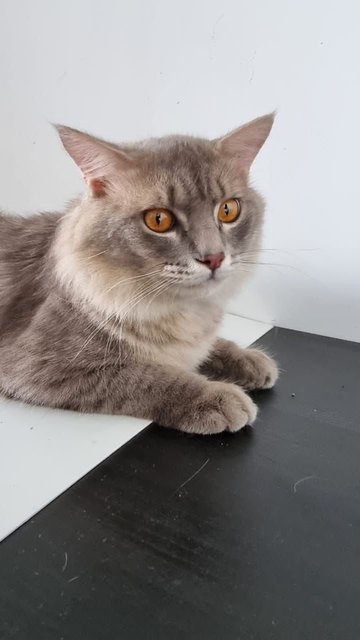 Persian X Main Coon - Maine Coon + Persian Cat